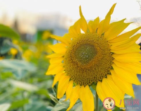 明天可以睡到自然醒了心情說說 關掉鬧鐘睡到自然醒心情感言 明天可以睡到自然醒了心情說說 關掉鬧鐘睡到自然醒心情感言