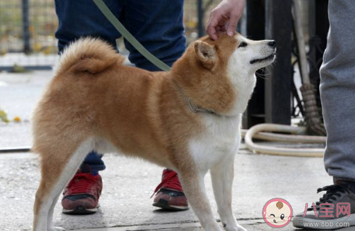 上海不牽繩遛狗將被抓拍處罰是真的嗎 遛狗不牽繩的危害是什么