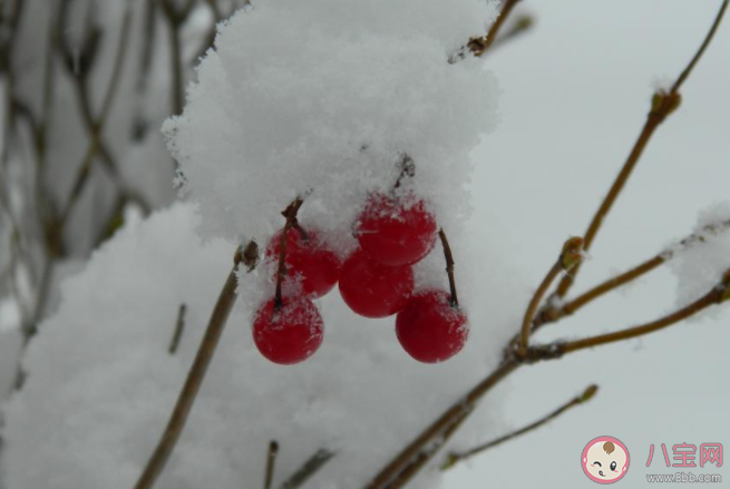 2020雪景的朋友圈心情說說 2020下雪了發朋友圈內心感受 2020雪景的朋友圈心情說說 2020下雪了發朋友圈內心感受