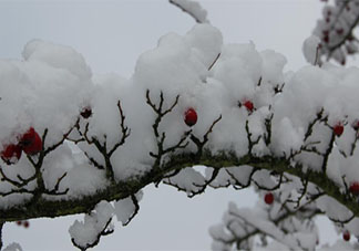 2020雪景的朋友圈心情說說 2020下雪了發朋友圈內心感受