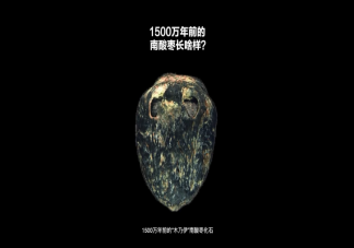 1500萬年前的棗長什么樣子 1500萬年前的棗是怎么保存下來的