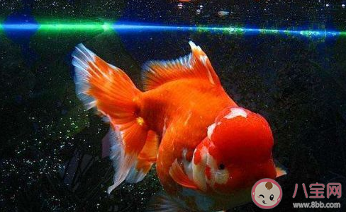 在沒有食物的情況下魚兒嘴巴一張一合是在 最新螞蟻莊園11月23日答案