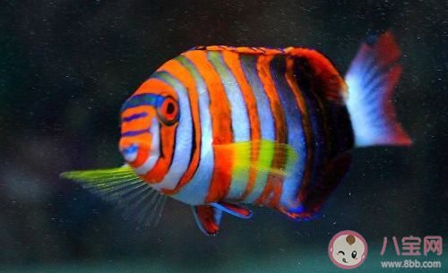 在沒有食物的情況下魚兒嘴巴一張一合是在 最新螞蟻莊園11月23日答案