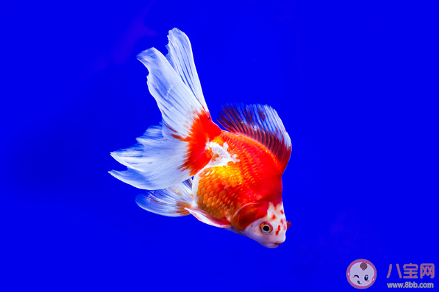 在沒有食物的情況下魚兒嘴巴一張一合是在干什么 螞蟻莊園11月23日今日答案最新