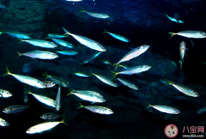 在沒有食物的情況下魚兒嘴巴一張一合是在干什么 螞蟻莊園11月23日今日答案最新