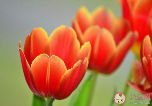 夜來香和含羞草哪種盆栽有毒 支付寶螞蟻莊園11月23日答案