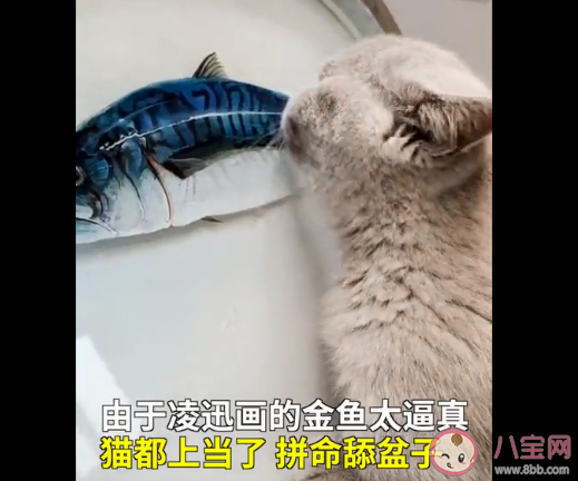 小伙創作3D樹脂魚饞得貓舔盆子是怎么回事 樹脂畫是如何作的 小伙創作3D樹脂魚饞得貓舔盆子是怎么回事 樹脂畫是如何作的