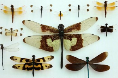 世界最小蜻蜓是怎樣的 世界最小蜻蜓有多大