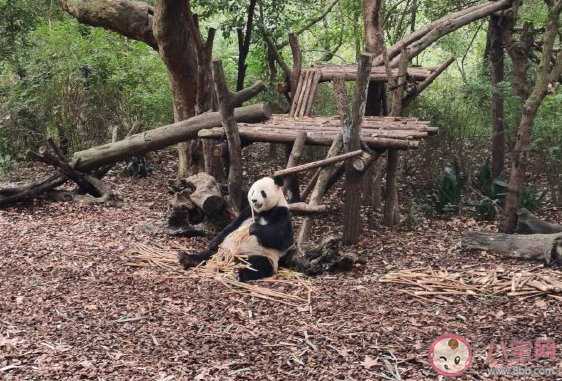 帶孩子看熊貓發朋友圈的說說 陪孩子看熊貓心情感慨大全。