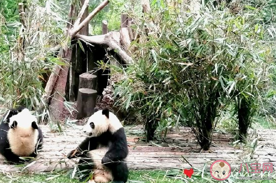 帶孩子看熊貓發朋友圈的說說 陪孩子看熊貓心情感慨大全。