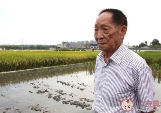 1.6萬個骰子拼出鐘南山袁隆平的是哪個團隊 《醫食無憂》作品的意義是什么