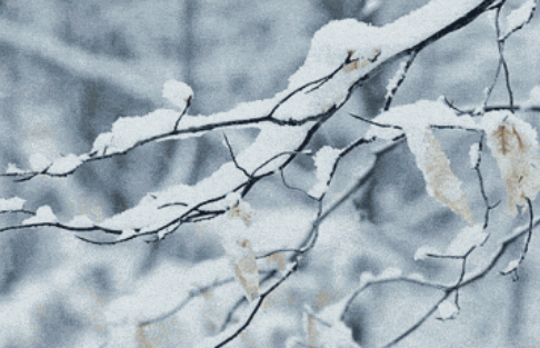 河南的雪是人工降雪嗎 為什么要施行人工降雪 河南的雪是人工降雪嗎 為什么要施行人工降雪