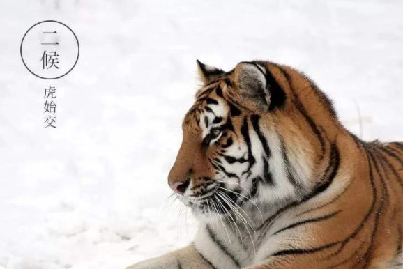 2020大雪三候是什么 2020大雪節氣是幾月幾日