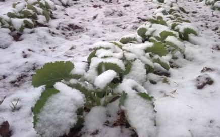 下雪對農事的好處包括什么 螞蟻莊園12月7日答案
