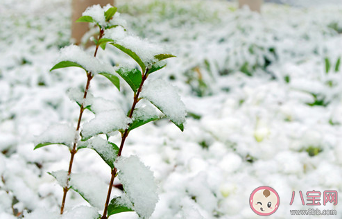 瑞雪兆豐年下雪對農事的好處包括 螞蟻莊園小課堂12月7日答案