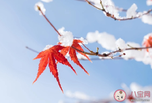 喜迎冬至的朋友圈優(yōu)美句子2020 冬至節(jié)氣到了唯美語(yǔ)錄大全 喜迎冬至的朋友圈優(yōu)美句子2020 冬至節(jié)氣到了唯美語(yǔ)錄大全