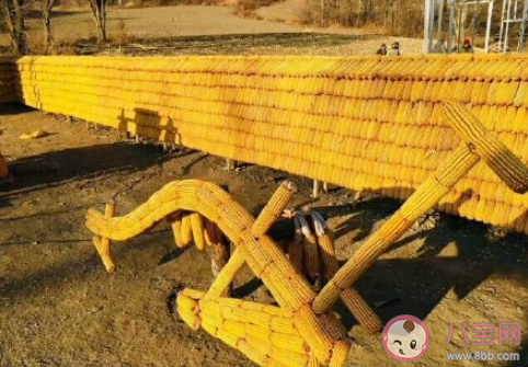 吉林農民用2萬個玉米蓋黃金屋是怎么回事 玉米都有哪些用處