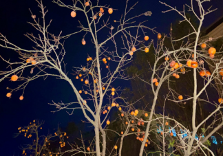  去摘柿子發(fā)朋友圈的說說 摘柿子的感受心情句子