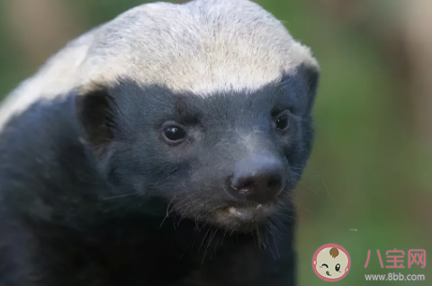 被稱為“世界上最無所畏懼的動物”人稱“平頭哥”的是 支付寶螞蟻莊園12月8日問題答案