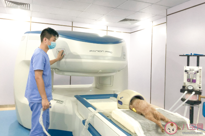 寵物看病比人貴合理嗎 為什么寵物看病那么貴 寵物看病比人貴合理嗎 為什么寵物看病那么貴