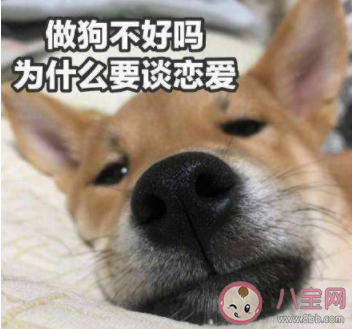 我說我愛上你baby請你別相信是什么歌 《不談戀愛》完整版歌詞在線聽歌