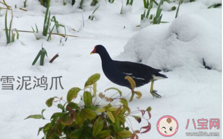 成語雪泥鴻爪是形容什么 螞蟻莊園小課堂今日12月10日答案
