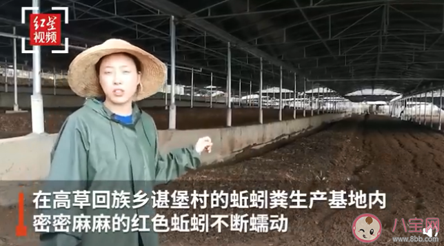 女孩養上億條蚯蚓每天消耗百噸垃圾是怎么回事 養蚯蚓能賺錢致富嗎 女孩養上億條蚯蚓每天消耗百噸垃圾是怎么回事 養蚯蚓能賺錢致富嗎