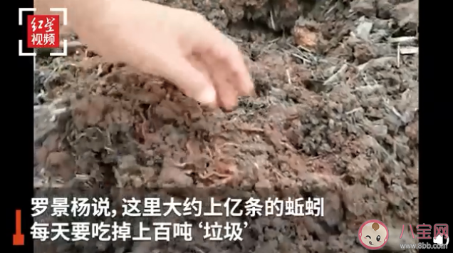 女孩養上億條蚯蚓每天消耗百噸垃圾是怎么回事 養蚯蚓能賺錢致富嗎 女孩養上億條蚯蚓每天消耗百噸垃圾是怎么回事 養蚯蚓能賺錢致富嗎