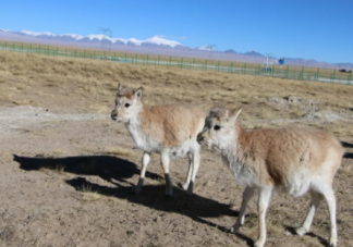 可可西里有個藏羚羊幼兒園是怎么回事 藏羚羊為什么那么珍貴