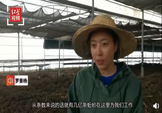 女孩養上億條蚯蚓每天消耗百噸垃圾是怎么回事 養蚯蚓能賺錢致富嗎