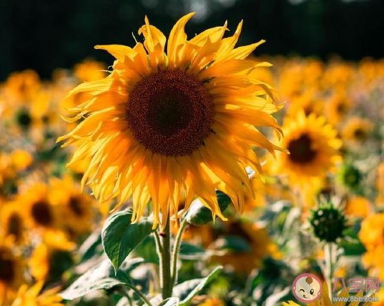 2021過年回去沒錢心情感慨說說 過年了又沒錢搞笑幽默文案