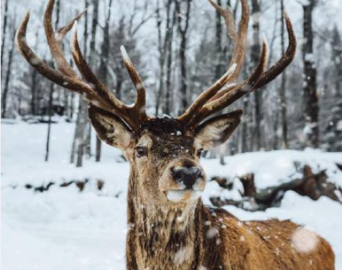 2021抖音初雪超火文案說說 2021抖音很火的初雪文案