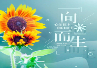 有哪些積極又向上的寶藏句子 積極向上的美好寶藏句子收藏