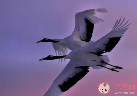 問世間情為何物直教人生死相許最初寫的是 螞蟻莊園小課堂今日12月17日答案 問世間情為何物直教人生死相許最初寫的是 螞蟻莊園小課堂今日12月17日答案