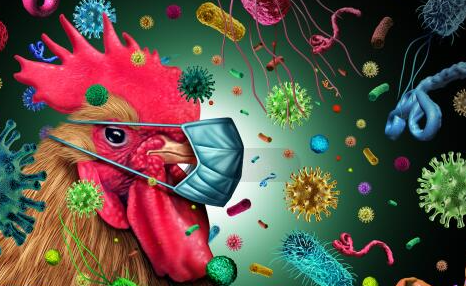 四川為什么要逐步取消現場宰殺銷售活禽 活禽包括哪些