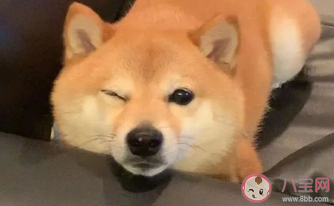 2021最新朋友圈沙雕文案 適合朋友圈發的搞笑句子