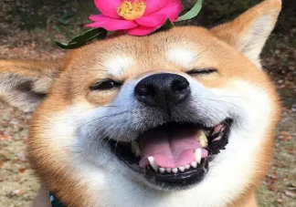 笑yue了什么意思什么梗 笑yue了是哪里的方言