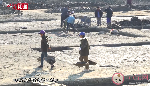 目前世界最早大規(guī)模古稻田在什么地方 古稻田有什么作用