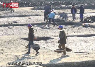 目前世界最早大規模古稻田在什么地方 古稻田有什么作用