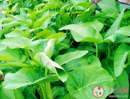 曬自己家種的青菜說說 自家種的蔬菜發朋友圈句子