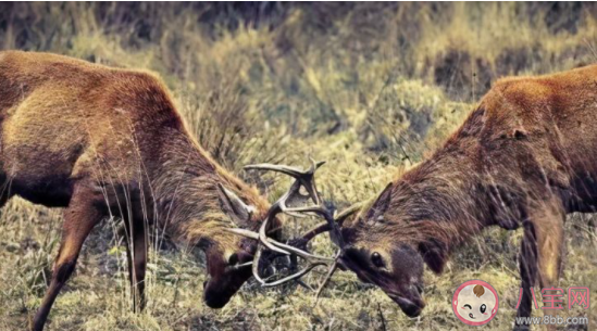 擊劍是什么梗什么意思 擊劍梗的出處是什么