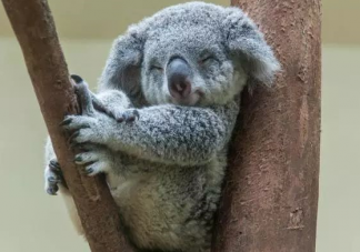 一只追著我打的無敵考拉什么梗什么意思 考拉到底是吃什么食物長大的