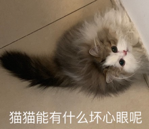 貓貓能有什么壞心眼呢是什么梗 貓貓能有什么壞心眼呢圖片大全