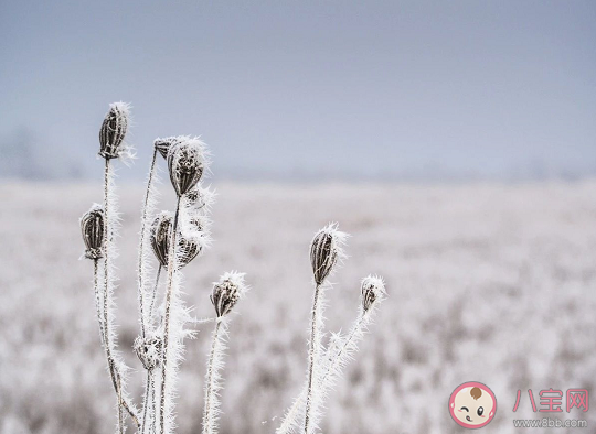 下列哪句詩是描寫冬天雪景的 支付寶螞蟻莊園12月31日問題答案