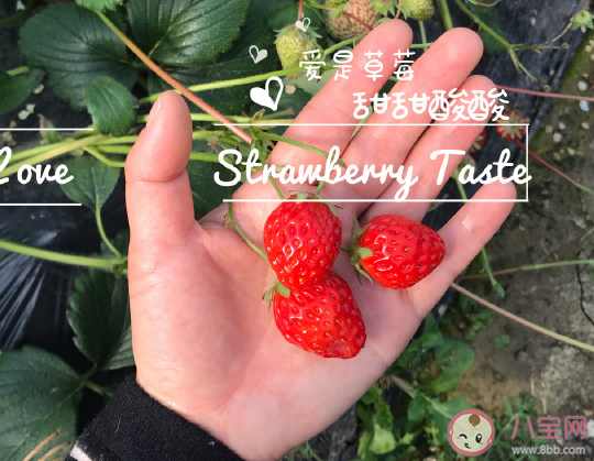 帶女兒去摘草莓的心情說說 帶女兒摘朋友圈文案