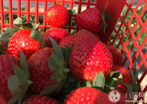 帶女兒去摘草莓的心情說說 帶女兒摘朋友圈文案