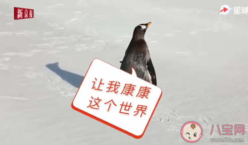 人工孵化企鵝第一次看見雪是什么反應 第一只人工孵化企鵝是在哪產生的