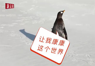 人工孵化企鵝第一次看見雪是什么反應 第一只人工孵化企鵝是在哪產生的