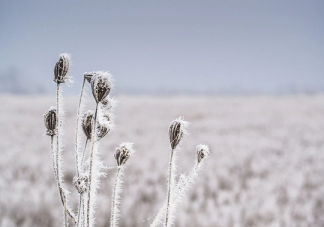 下列哪句詩是描寫冬天雪景的 支付寶螞蟻莊園12月31日問題答案