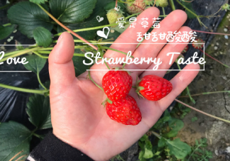 帶女兒去摘草莓的心情說說 帶女兒摘朋友圈文案